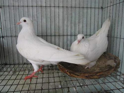 Kỹ thuật nuôi Chim bồ câu Pháp kiếm tiền triệu cực đơn giản 